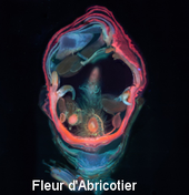 Fleur d'Abricotier © Marc Lartaud, Cirad