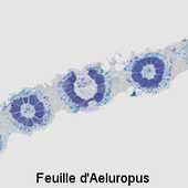 aeluropus_feuille