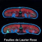 Feuille de Laurier Rose © Marc Lartaud, Cirad