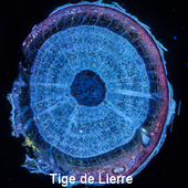 Tige de Lierre © Marc Lartaud, Cirad