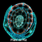 Plant de Riz © Marc Lartaud, Cirad